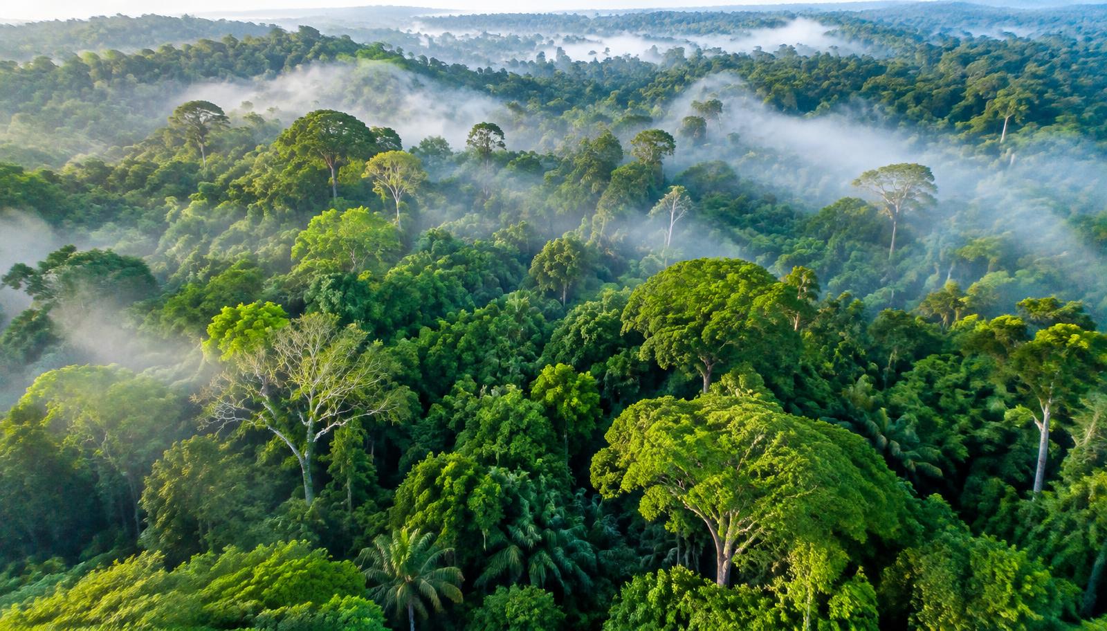 Floresta amazônica